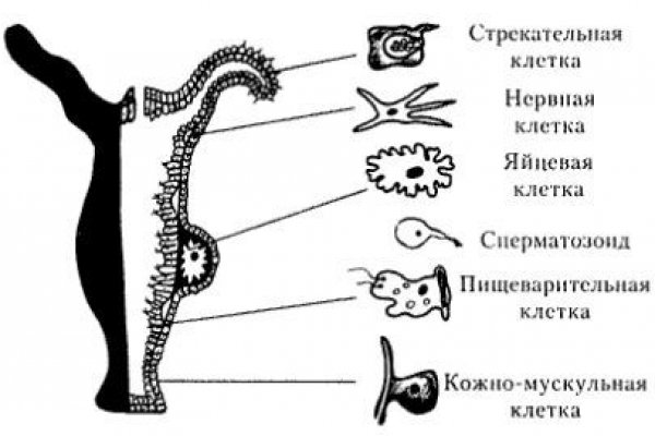 Kraken 13at зеркало